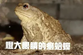 为什么农村的癞蛤蟆不见了呢图片