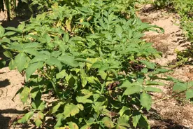 药王孙思邈的秘方，能治腰痛背痛四肢关节痛，还可用于癌症骨转移图片