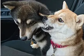 柴犬，一种出门就带不回家的狗图片