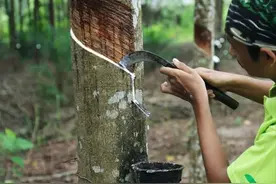 乳胶枕品牌中的前三名：邓禄普、赛诺、睡眠博士表现如何？图片