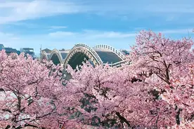 樱花盛开时，与君再相逢——2023最新日本樱花开花预想及赏樱胜地图片