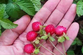 农村经常看到的蛇果，到底能不能食用？为啥以前老人不让吃图片