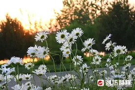 安丘青云湖景区的超出片大滨菊！快去打卡图片