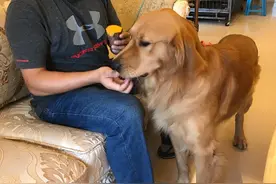 为什么越来越多的人养“金毛犬”？网友：优点太多了图片