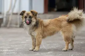 为什么我们没有必要对狗狗大声叫喊图片