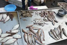 别买错了！9月吃海鱼就买这6种，正宗无养殖，大爷大妈抢着要图片