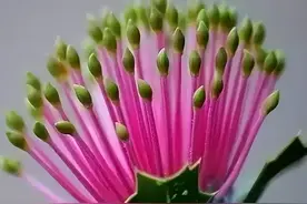 世界罕见的奇花，超乎你的想象，你认识几种图片