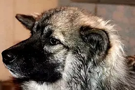 2014年，3岁女娃与狗一起失踪，警方寻找未果，11天后小狗来报信图片