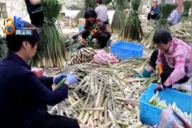 茭白获丰收，村民乐呵呵图片