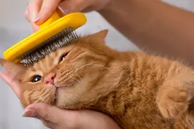 让猫咪承受“痛苦”的6大行为，奉劝你别做了图片