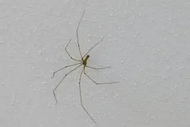 你不知道的蜘蛛三喜 遇见它是福图片