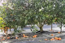 产地低至8毛一斤，500吨果子陷滞销，果农着急：5月将开花图片