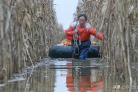 农妇齐腰深冰水抢收玉米 这是儿子的救命钱图片