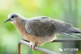 窗外，飞来一只斑鸠图片