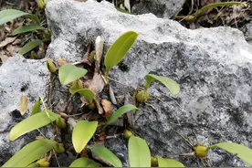 俗称“石头上的人参”，老人叫它石灵芝，格外有价值，你会采挖吗图片