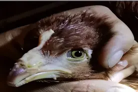 蛋鸡肿脸、流鼻涕，检测结果竟然不是鼻炎？图片