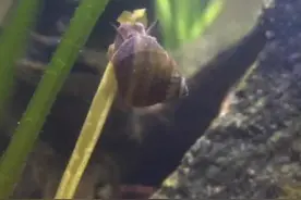 鱼缸放螺，所有的螺类里最推荐田螺，它吃烂叶图片