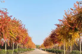 农村80后：13年只种一种树，棵棵都是精品，一棵能卖1500-1800元图片