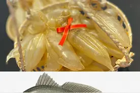 「鱼胶鱼种合集」这些鱼胶都是什么鱼的胶？原来蜘蛛胶的鱼长这样图片