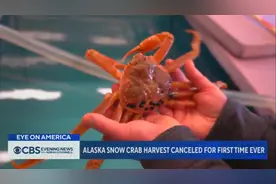 除了扇贝，原来美国的雪蟹也会“跑路”图片