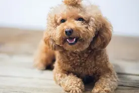 这5种“叛逆的狗”养过就怕了，更别说忠诚待主图片