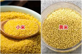 买粗粮小米，注意分清“小米”和“黄米”，区别挺大，别再买错了图片