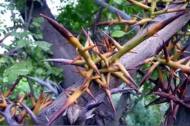 长满尖刺的皂荚树，果实当肥皂用，种仁能煮糖水，为何如今少见了图片