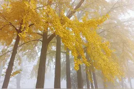 如何辨别银杏树的雌雄图片