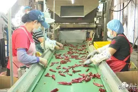 “胶州造”首台辣椒脱帽机填补全球市场空白图片