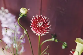 不畏人言，有反骨的星座，不会顺从别人，内心有傲气，外表有贵气图片