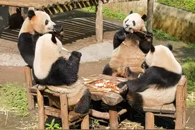 重庆动物园“双重喜庆”大熊猫、袋鼠宝宝等你欢乐过“五一”图片