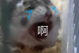 真心话大冒险丨沙雕套路问题大全图片