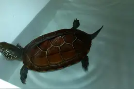家里养龟有什么讲究吗？图片