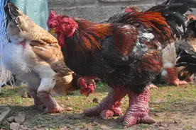 世界上什么鸡最贵？盘点价值不菲的7种鸡，你觉得值不值这么多钱图片