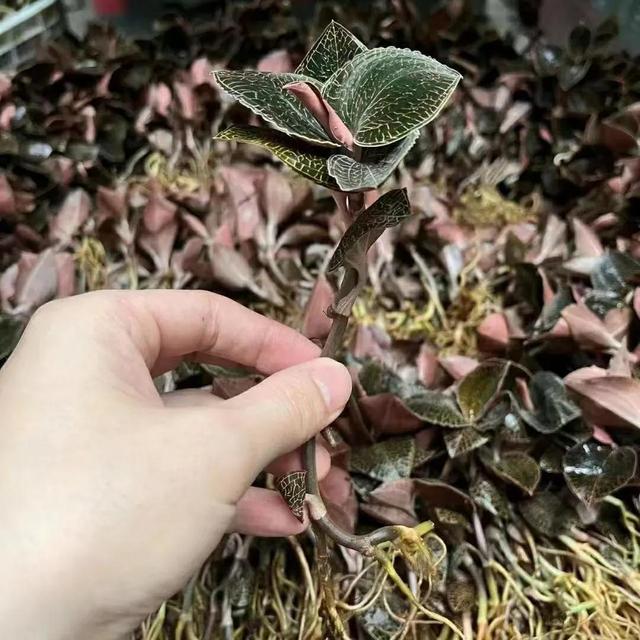 鹿尾巴可以炖花胶吗 2026年鹿尾巴可以炖花胶吗功效 鹿尾巴可以炖花胶吗 2026年鹿尾巴可以炖花胶吗功效