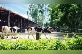 中国奶业突围：优质奶，产自本土图片