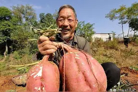 在家用蛇皮袋种红薯，方法省事又省地方，5个月后能收获一大袋图片