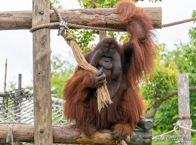 专业人士警告：不要去逗狒狒或猴子，无论是在动物园还是野外