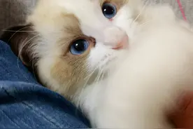 懒癌铲屎官福音，41款进口猫粮，11款冻干，30款主食罐头盲选指南图片