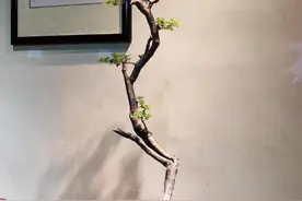 路边不起眼的黄荆树桩也能做成漂亮的盆景图片