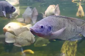 外来物种入侵，万峰湖“乱成一锅粥”，除了罗非，它们的威胁更大图片