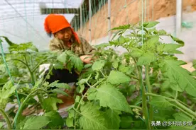 种菜学会自制五种万能肥水，什么蔬菜也长得茂盛，防病又增产图片