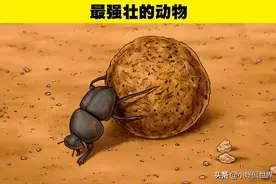 屎壳郎是地球上的最强大力士？7个领域中，可以被称为冠军的动物图片
