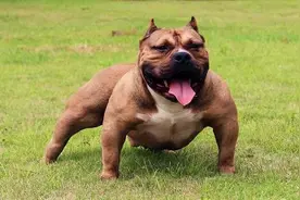 为什么说“恶霸犬”不能流浪？希望你别抛弃它图片