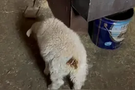 小羊在炉子旁取暖，几分钟后主人看了一眼：你也太可爱了吧？图片