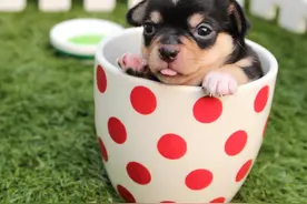 用命换钱的“茶杯犬”，价格高昂却供不应求，为何人们偏爱畸形？图片