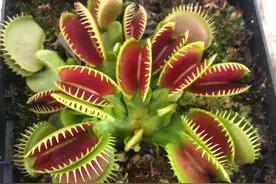 食肉植物吃肉不用光合作用了吗？图片