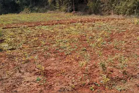 黄精种植我有五个没想到图片