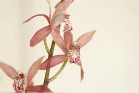 墨兰花，属兔的人你要多关注呀图片