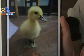 鸭子被鱼吓到，独自坐电梯回家图片